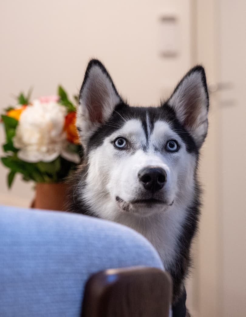 Api-dog